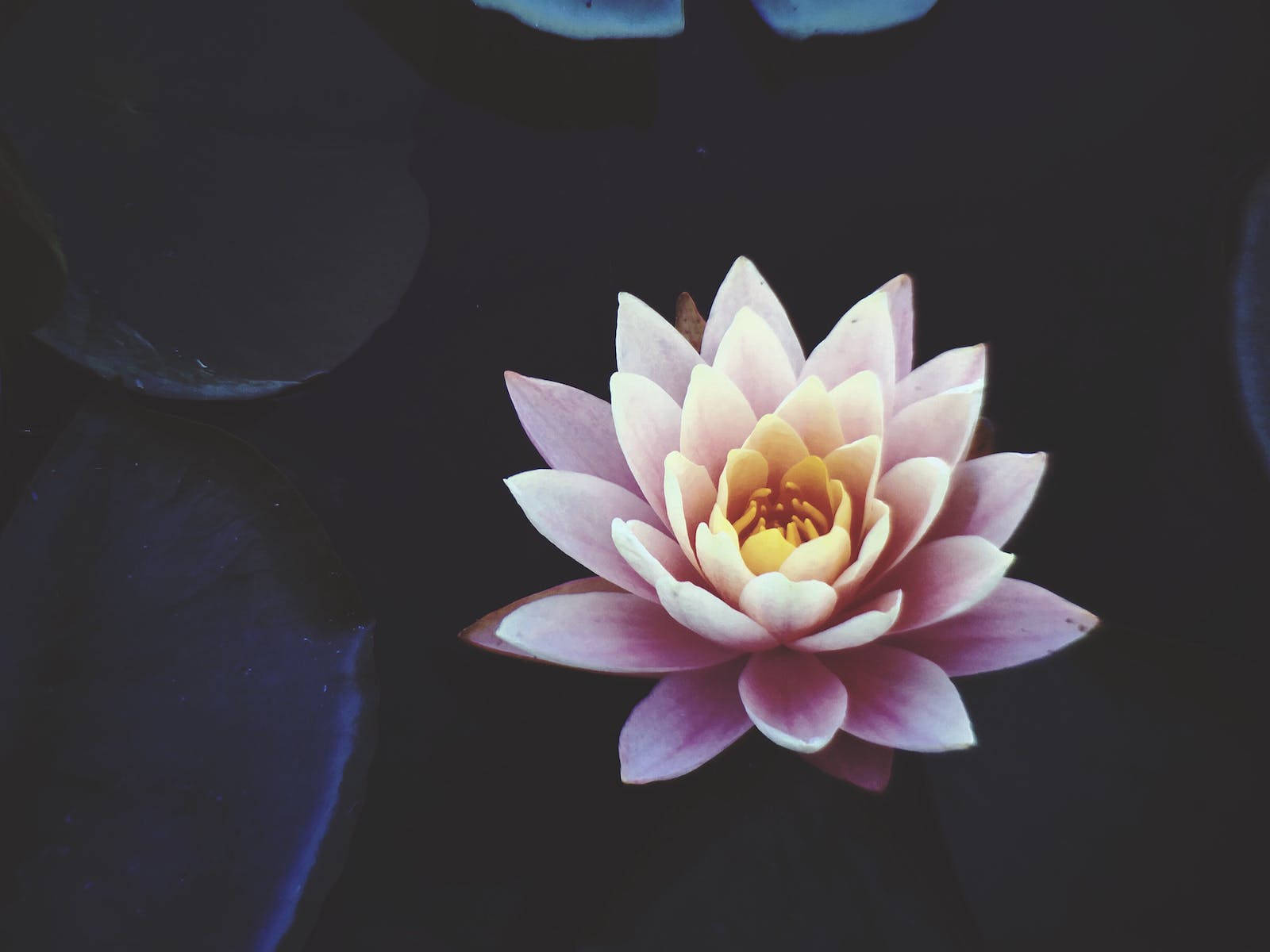 Lotus Flower 1600X1200 Wallpaper and Background Image