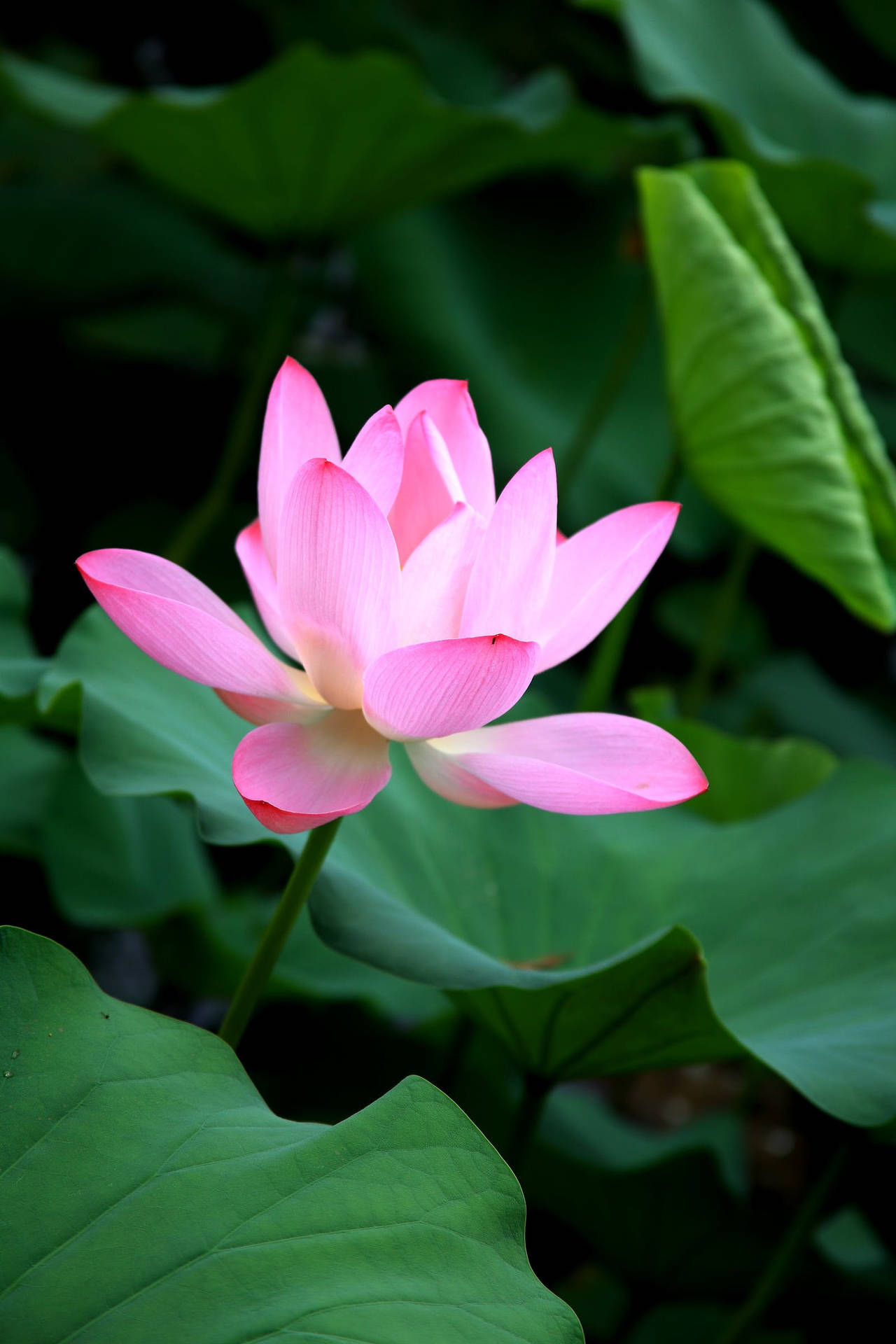 Lotus Flower 1600X2400 Wallpaper and Background Image