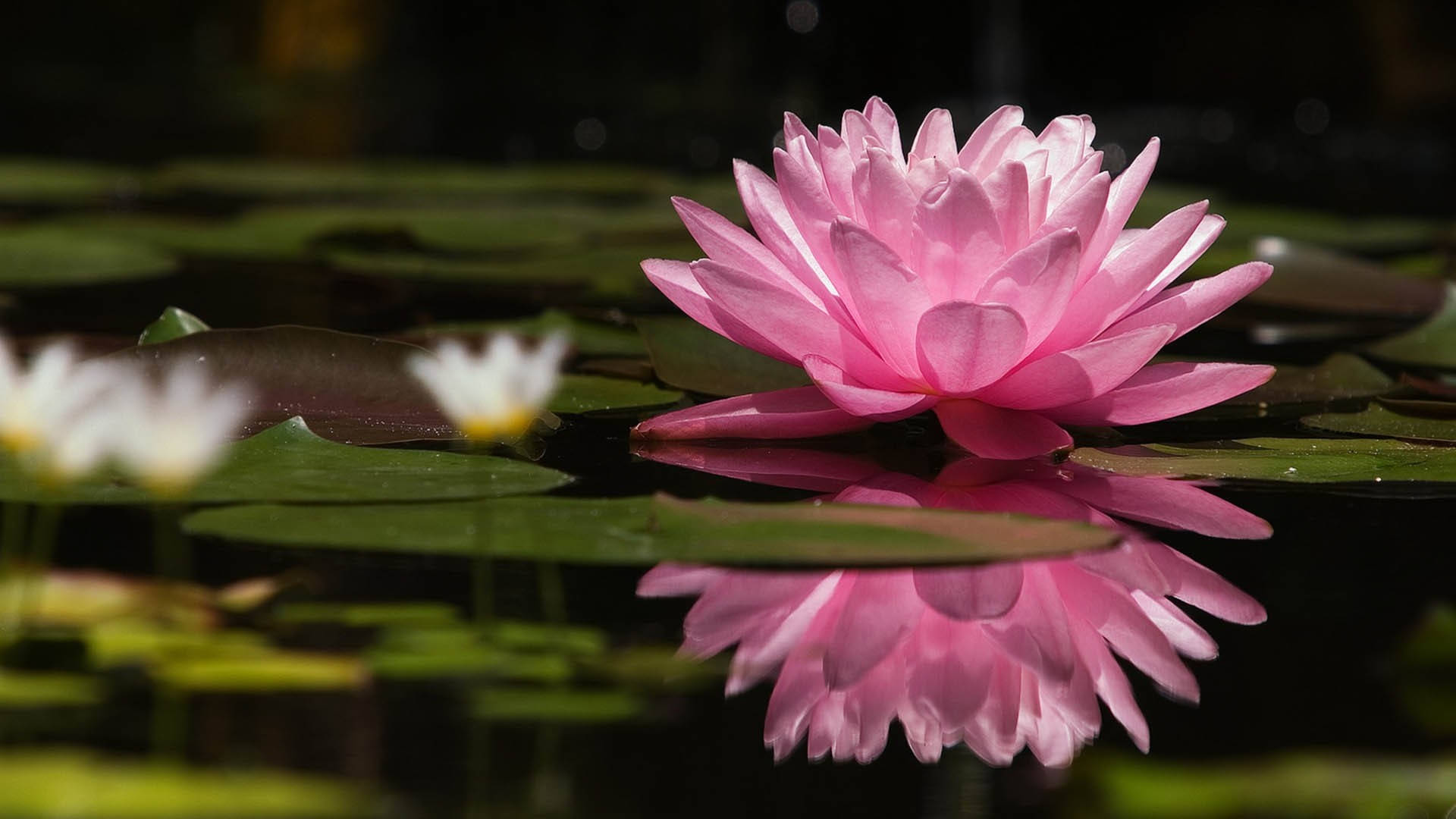 Lotus Flower 1920X1080 Wallpaper and Background Image
