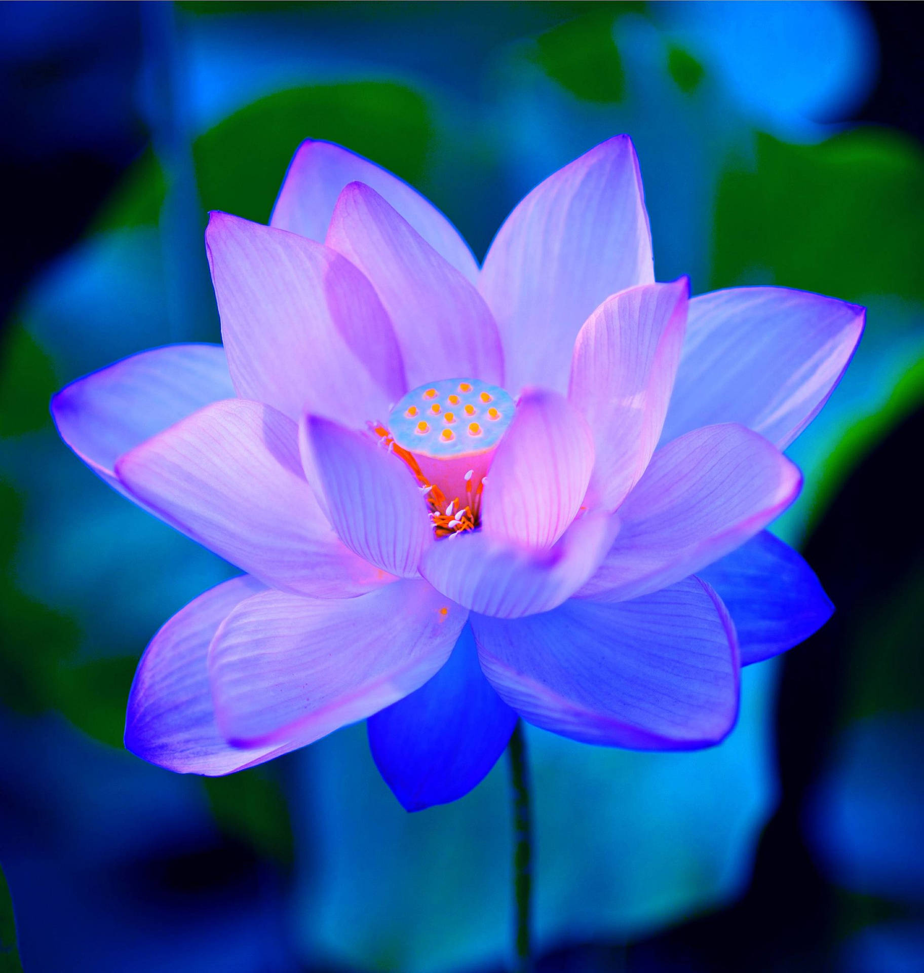 1946X2048 Lotus Flower Wallpaper and Background