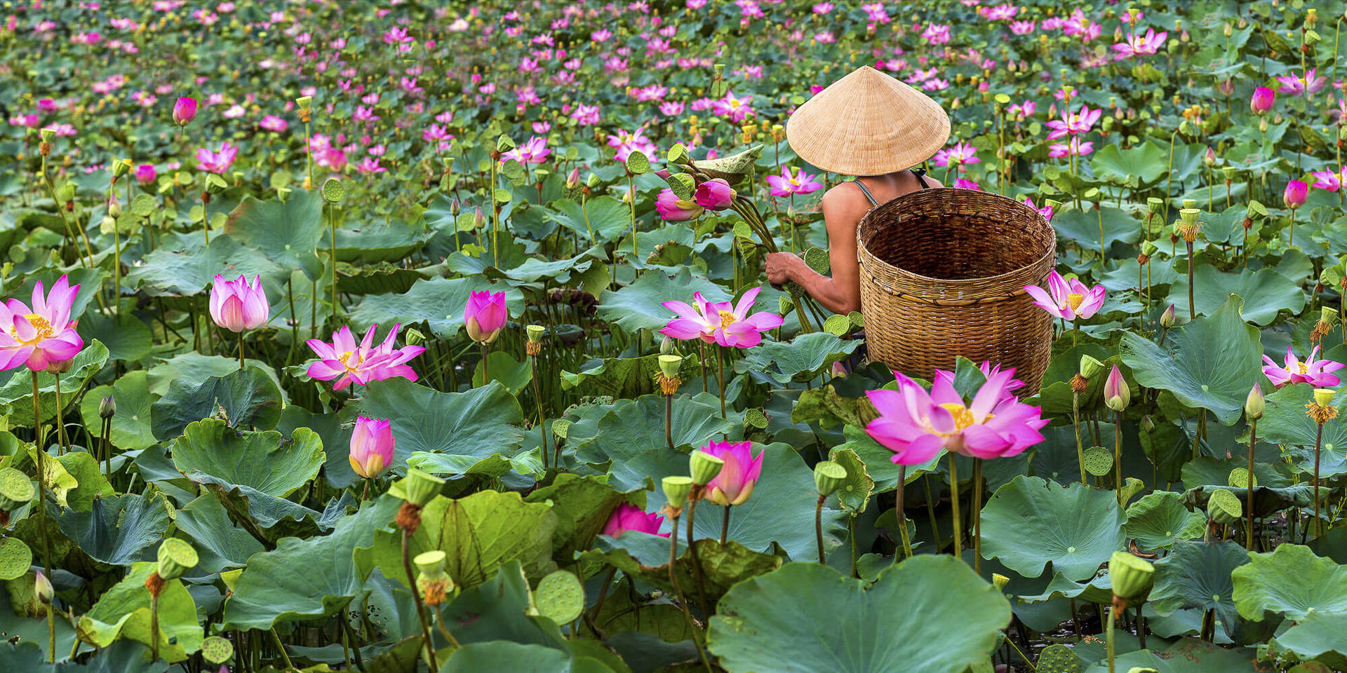 2000X1000 Lotus Flower Wallpaper and Background