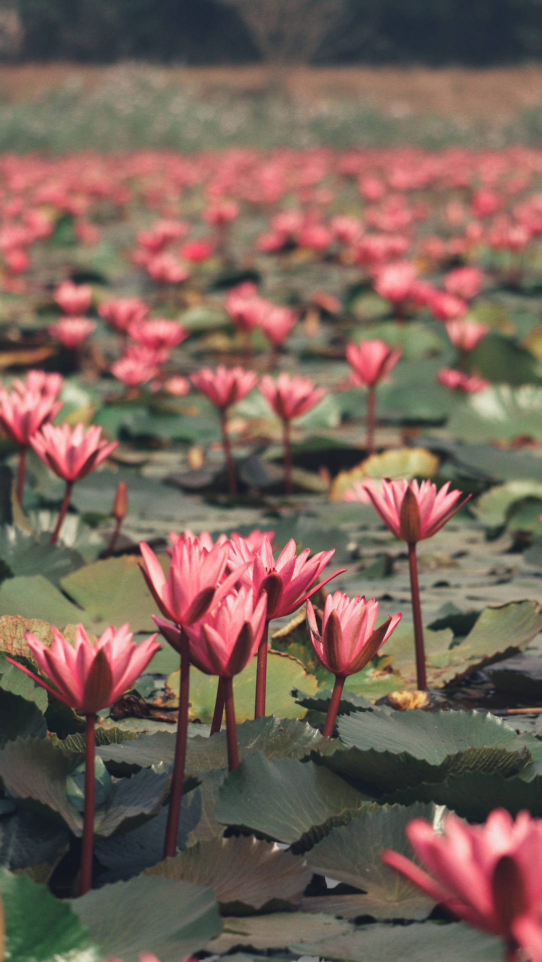 3022X5360 Lotus Flower Wallpaper and Background