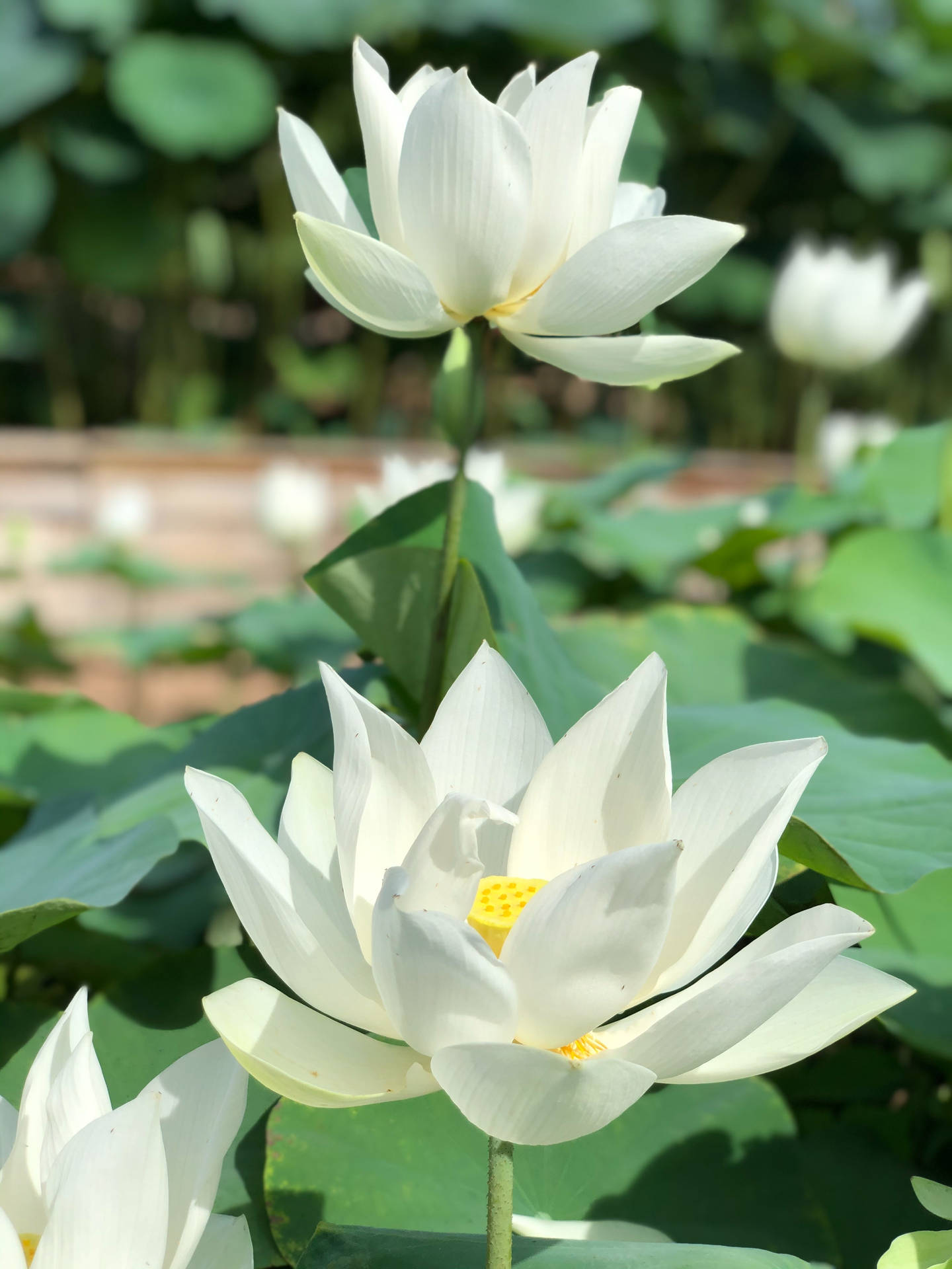 Lotus Flower 3024X4032 Wallpaper and Background Image