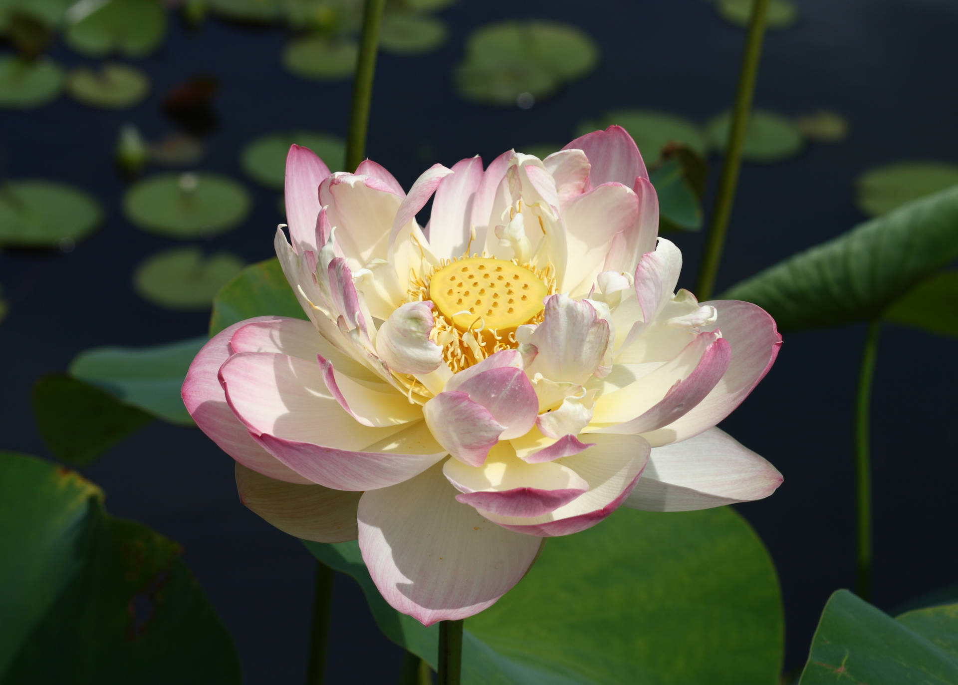 3485X2493 Lotus Flower Wallpaper and Background