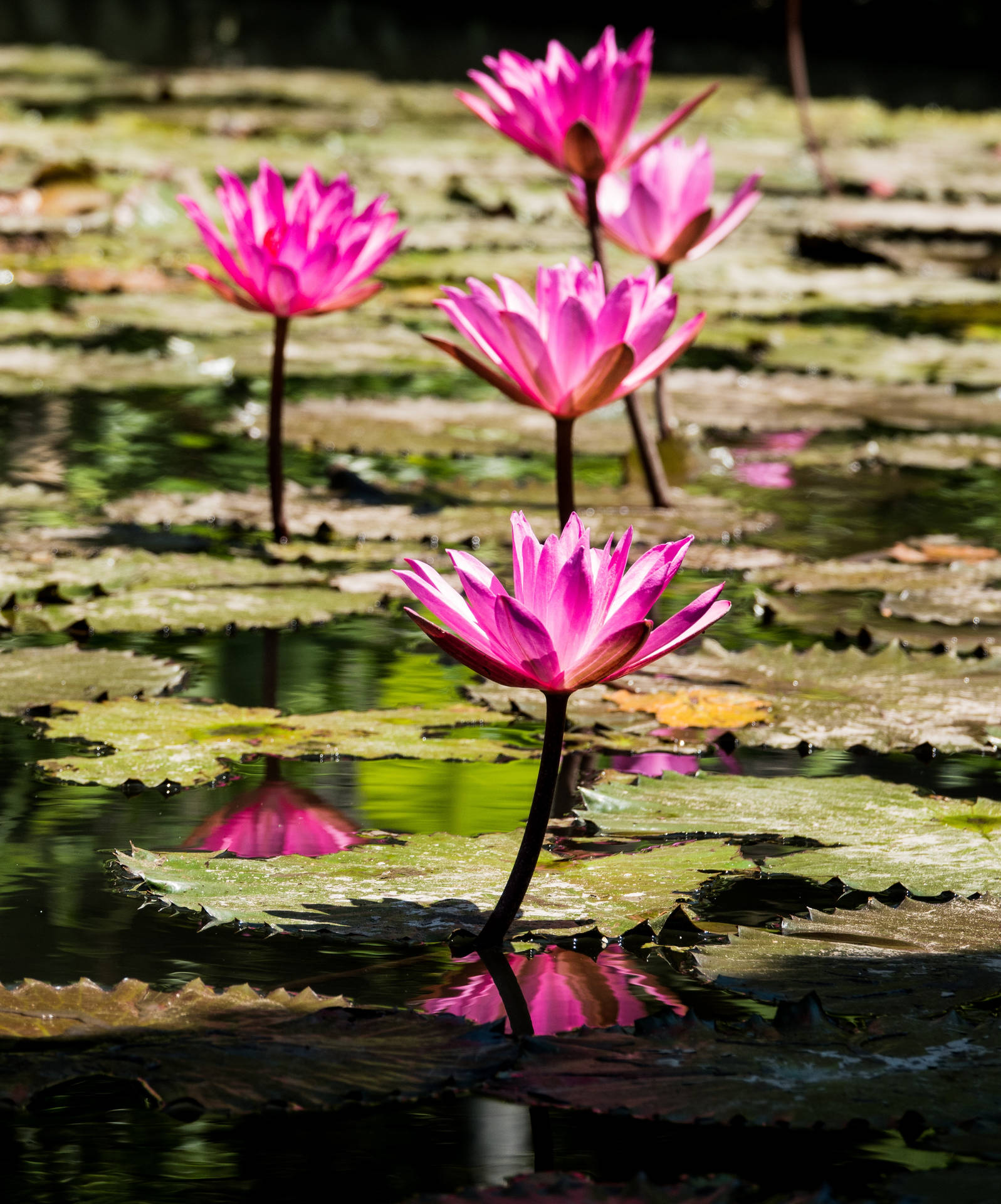 3648X4387 Lotus Flower Wallpaper and Background