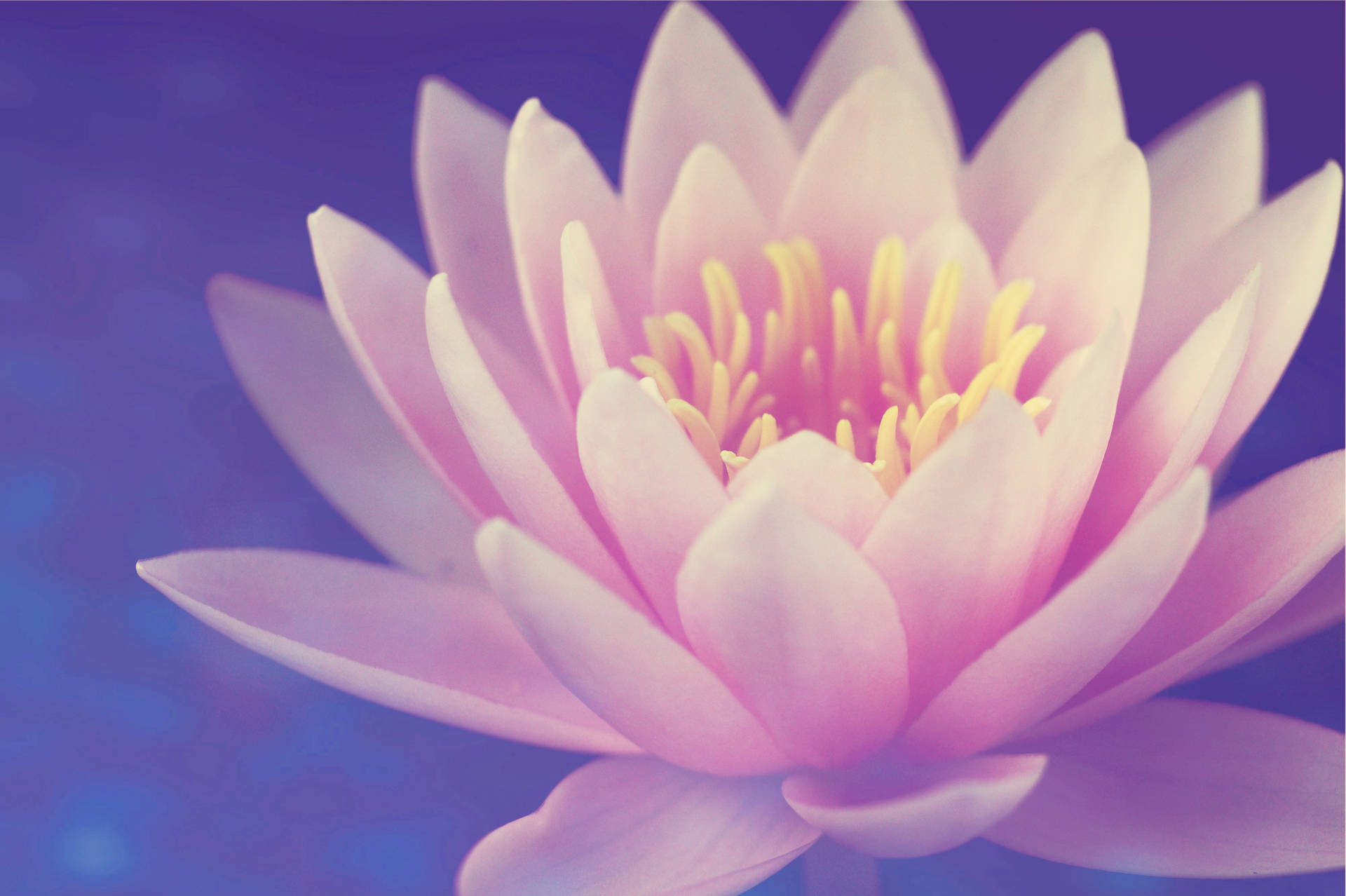 Lotus Flower 4592X3056 Wallpaper and Background Image