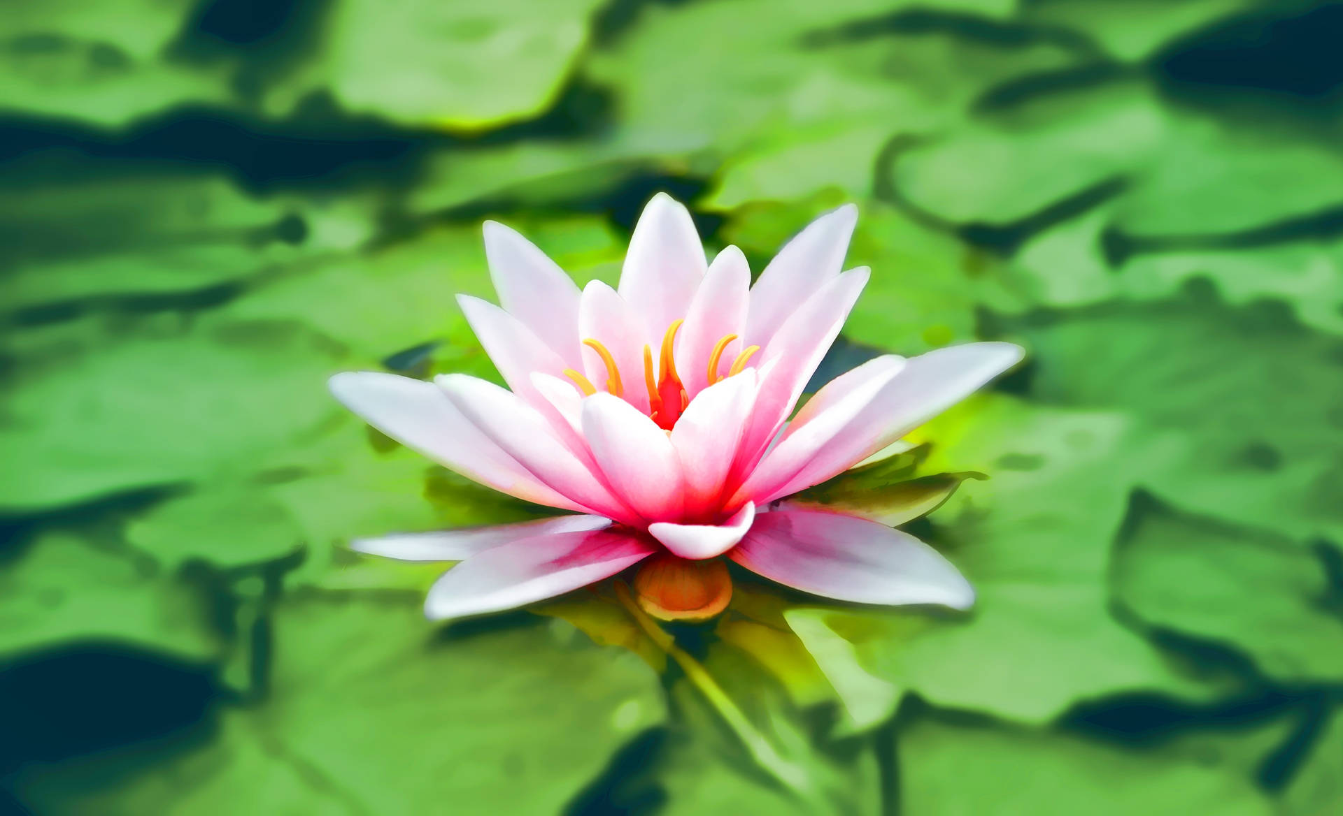 Lotus Flower 5080X3090 Wallpaper and Background Image