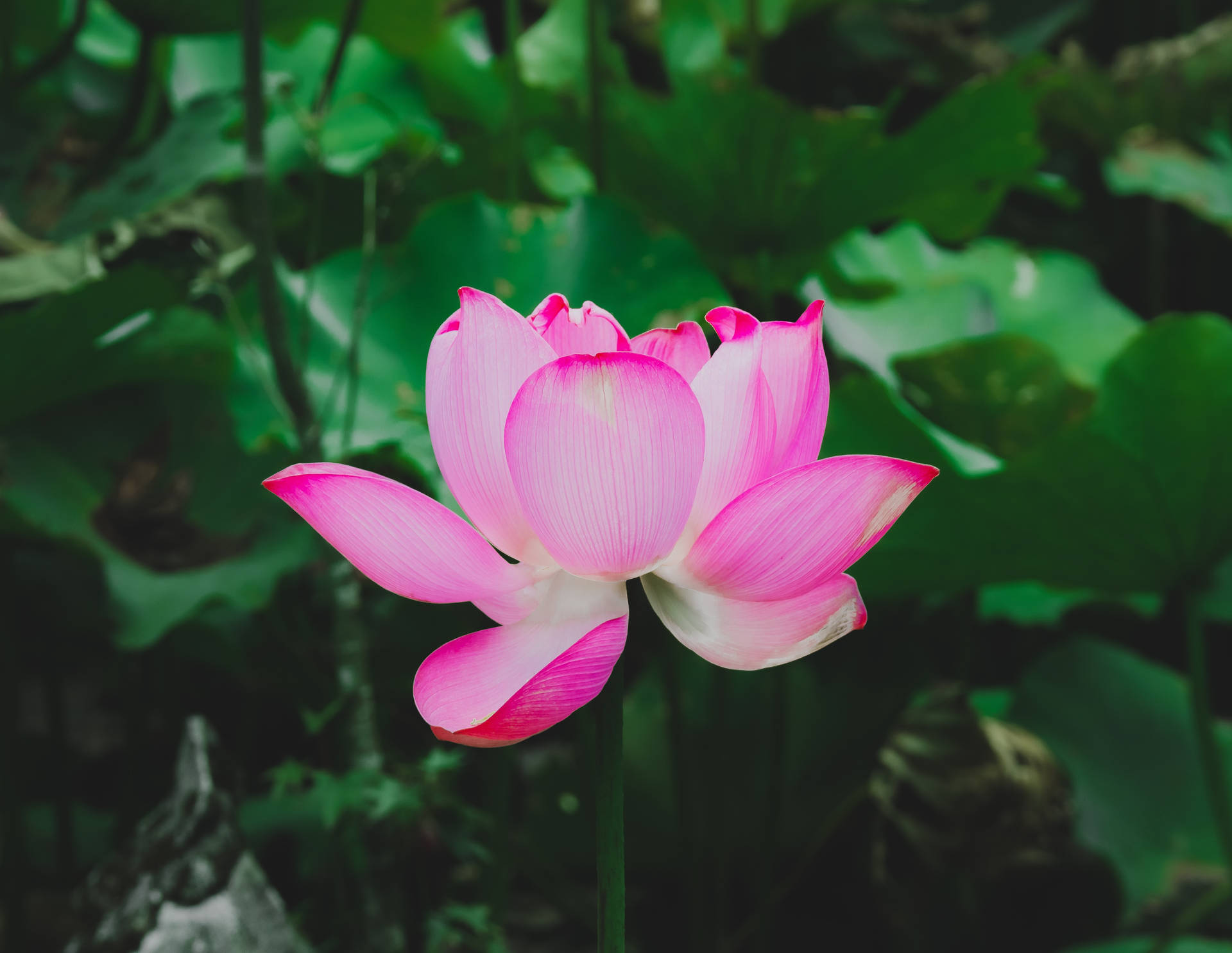 5177X4003 Lotus Flower Wallpaper and Background