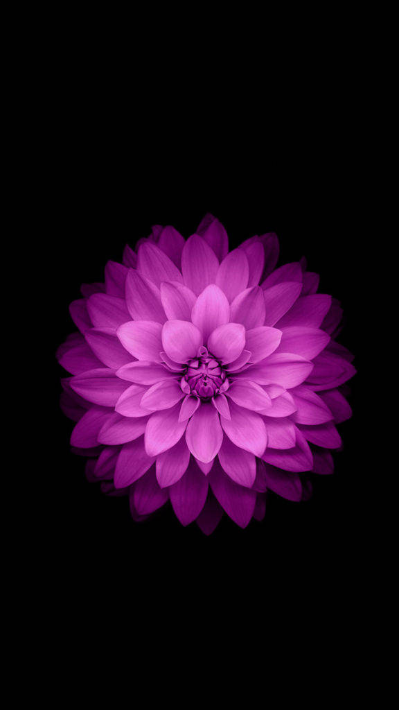 576X1024 Lotus Flower Wallpaper and Background