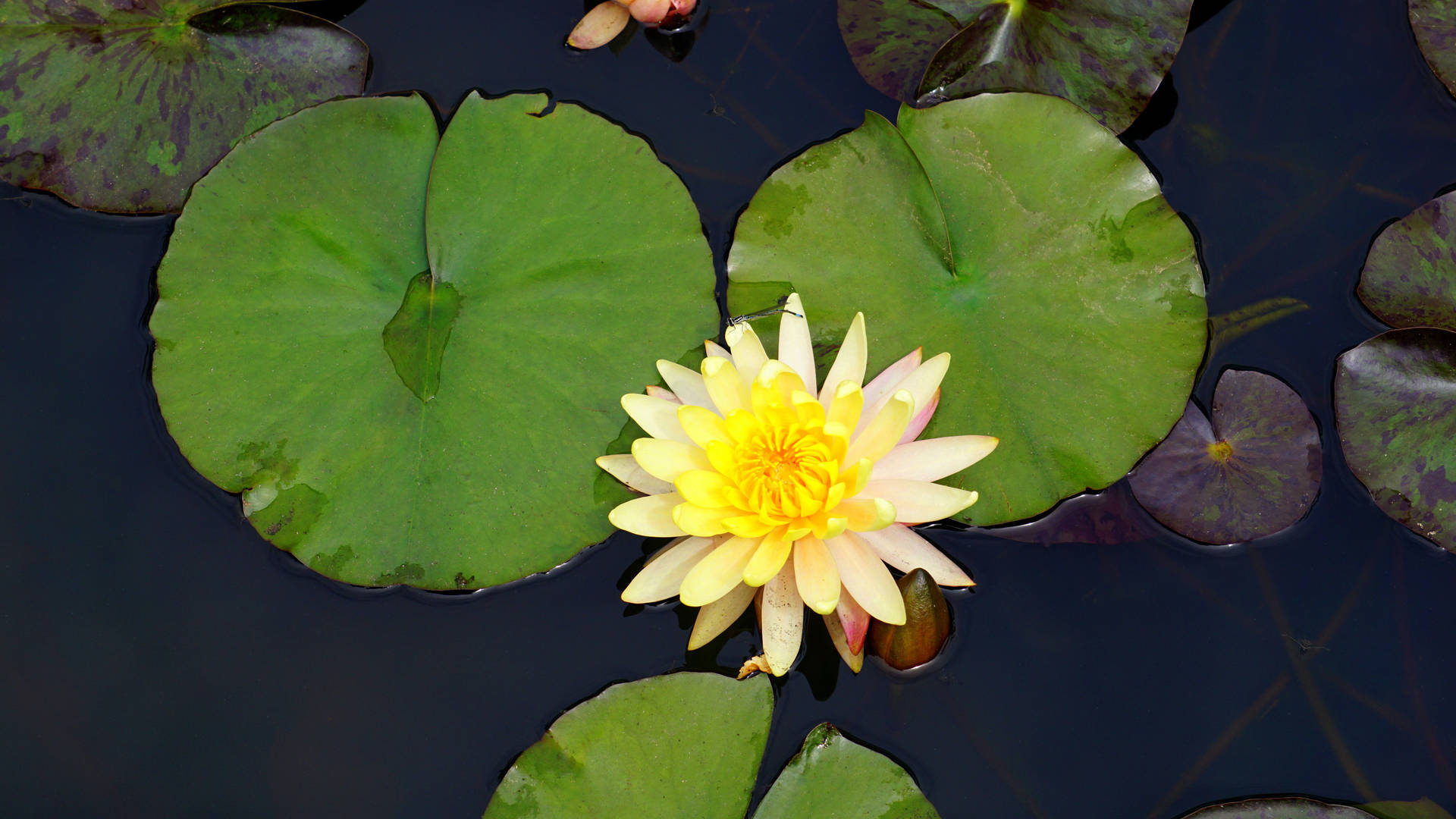 6000X3376 Lotus Flower Wallpaper and Background