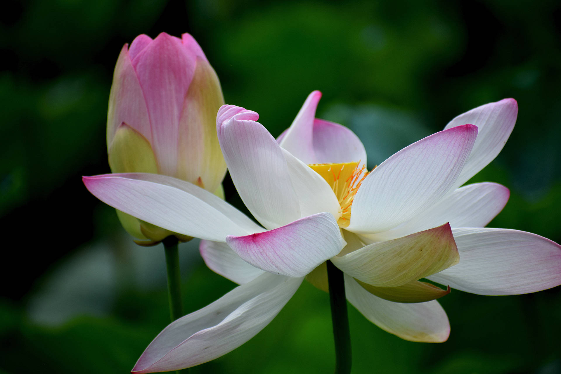 6000X4000 Lotus Flower Wallpaper and Background