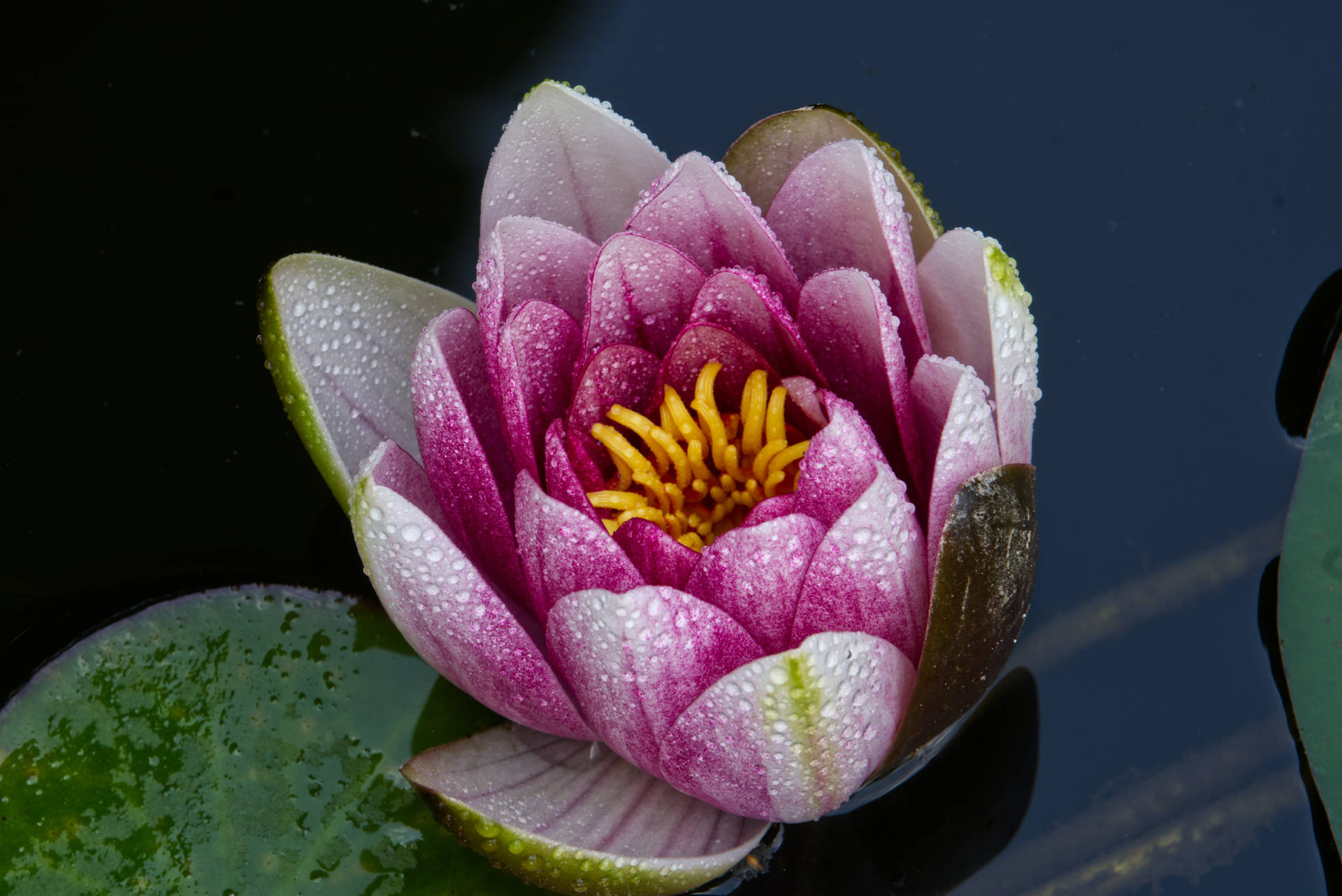 Lotus Flower 6024X4024 Wallpaper and Background Image