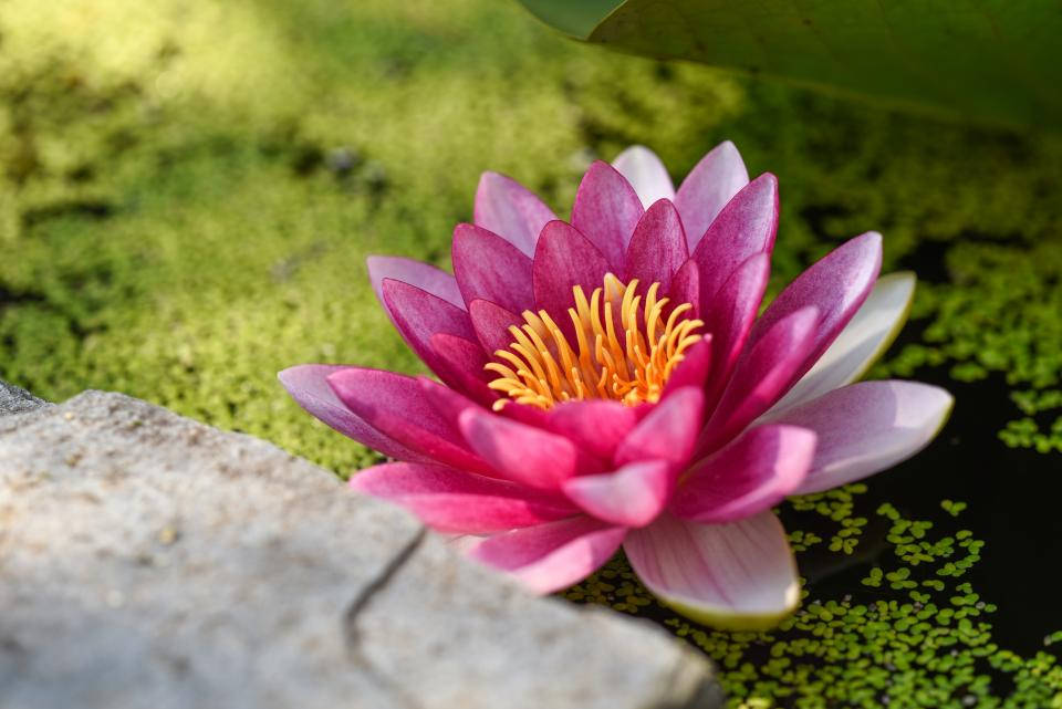Lotus Flower 960X641 Wallpaper and Background Image