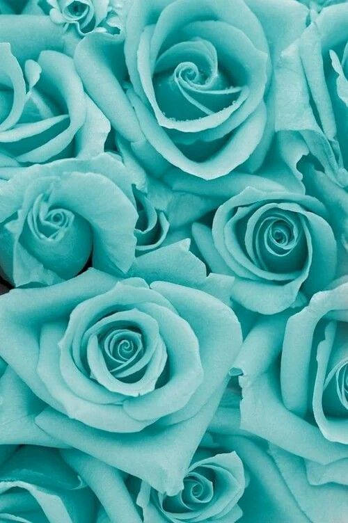 500X752 Mint Green Wallpaper and Background