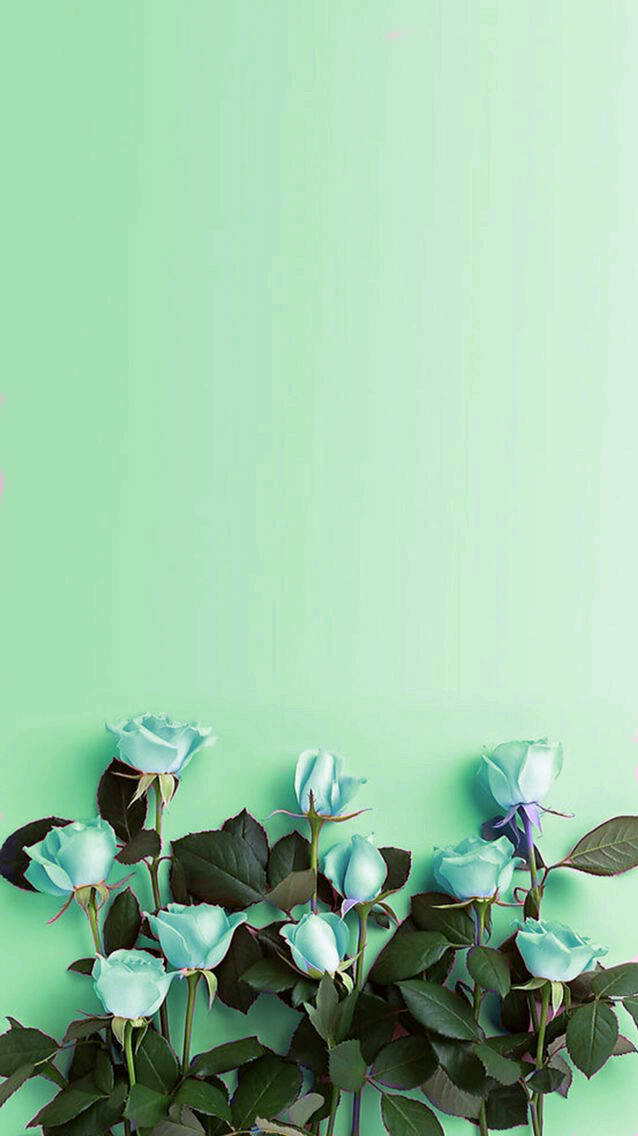 638X1136 Mint Green Wallpaper and Background