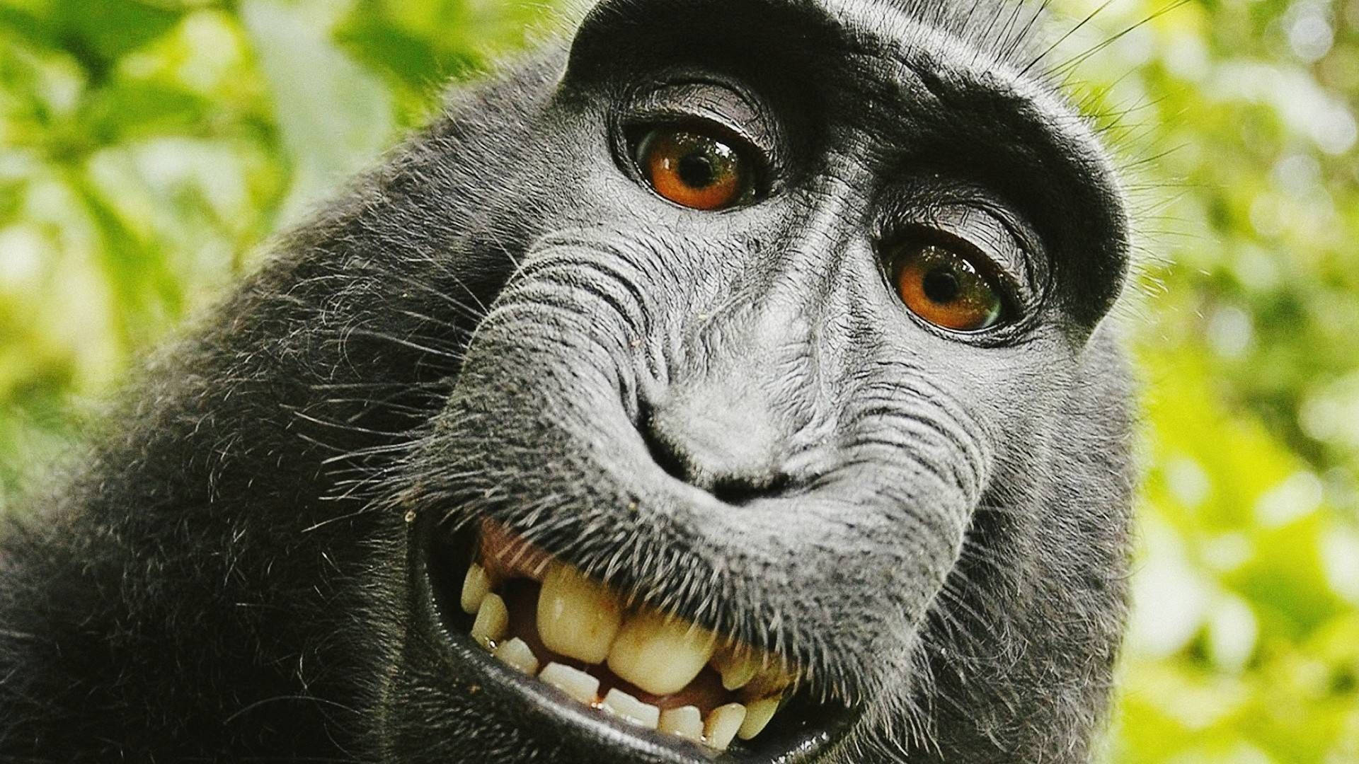 1920X1080 Monkey Wallpaper and Background