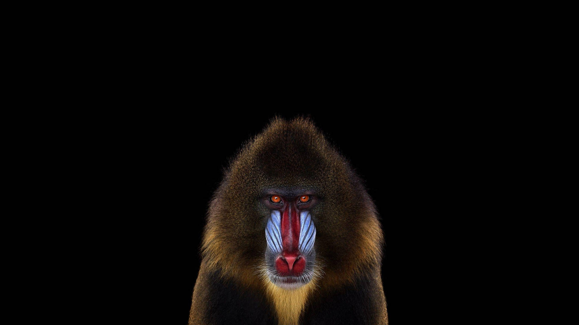 Monkey 2560X1440 Wallpaper and Background Image