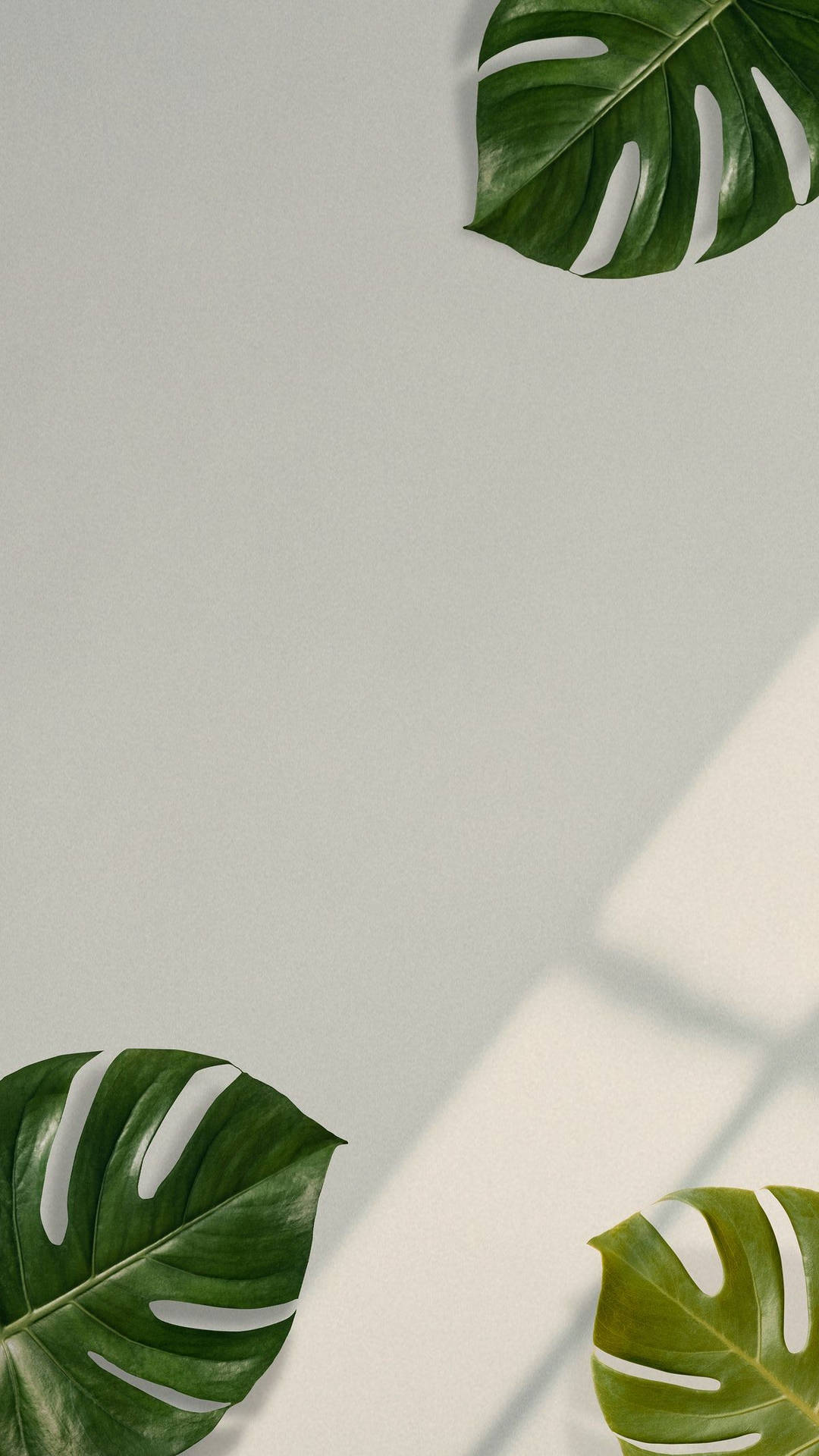 1200X2133 Monstera Wallpaper and Background