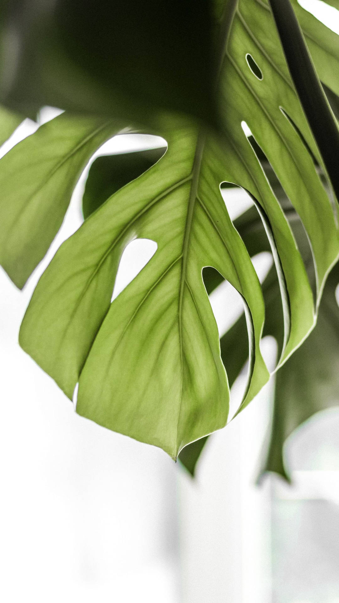 1440X2560 Monstera Wallpaper and Background