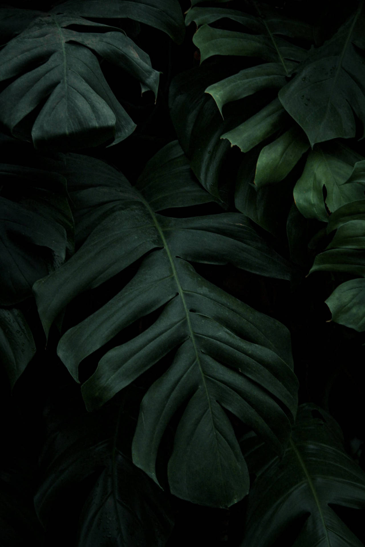 1600X2400 Monstera Wallpaper and Background