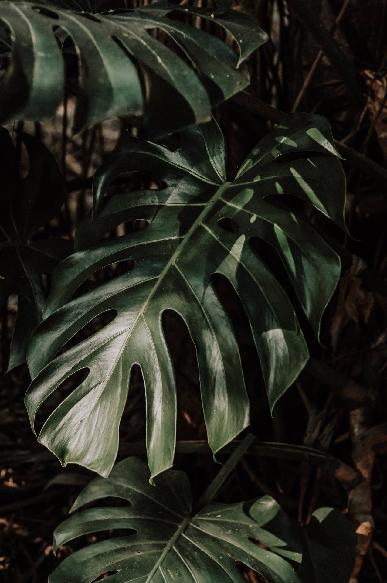 1600X2409 Monstera Wallpaper and Background