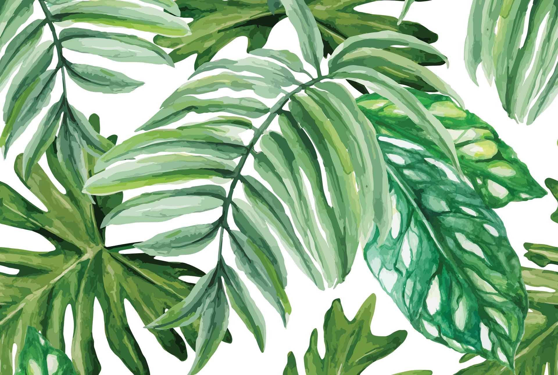 1920X1292 Monstera Wallpaper and Background