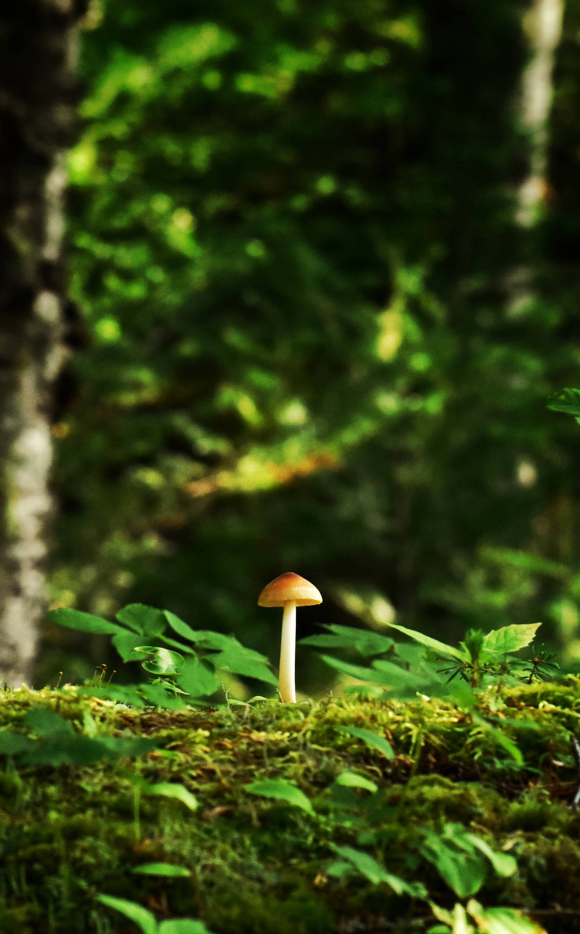 Mushroom 2020X3254 Wallpaper and Background Image