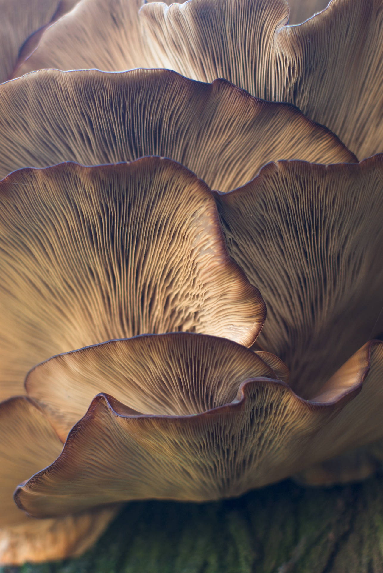 Mushroom 2559X3822 Wallpaper and Background Image