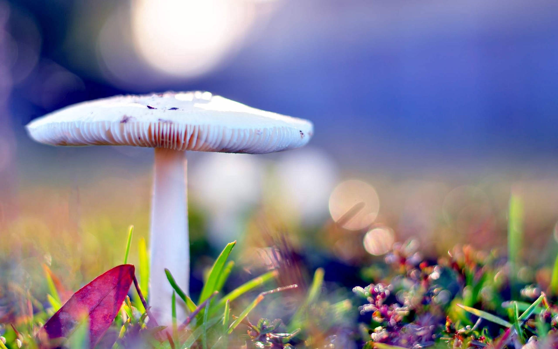 Mushroom 2560X1600 Wallpaper and Background Image