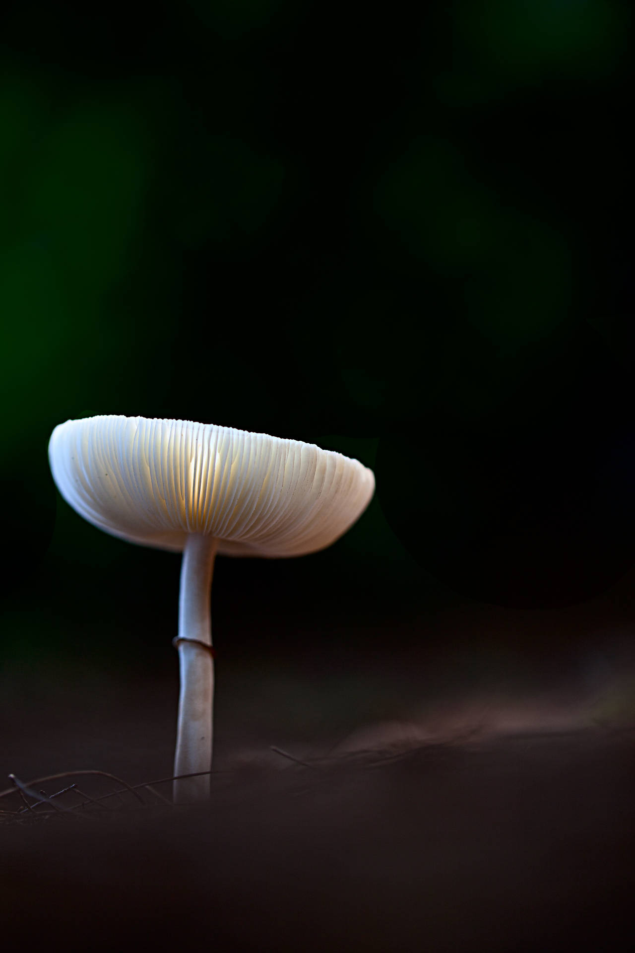 Mushroom 2667X4000 Wallpaper and Background Image