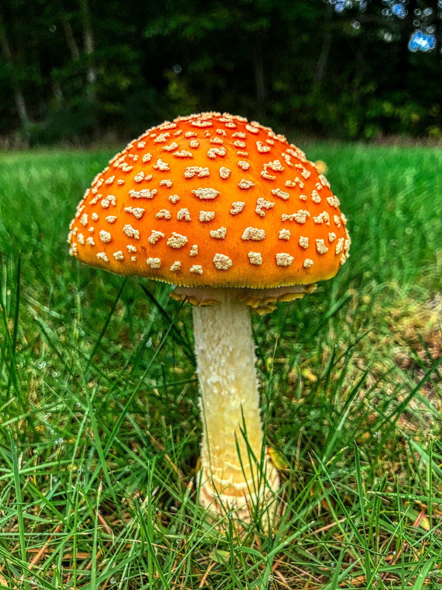 Mushroom 3024X4032 Wallpaper and Background Image