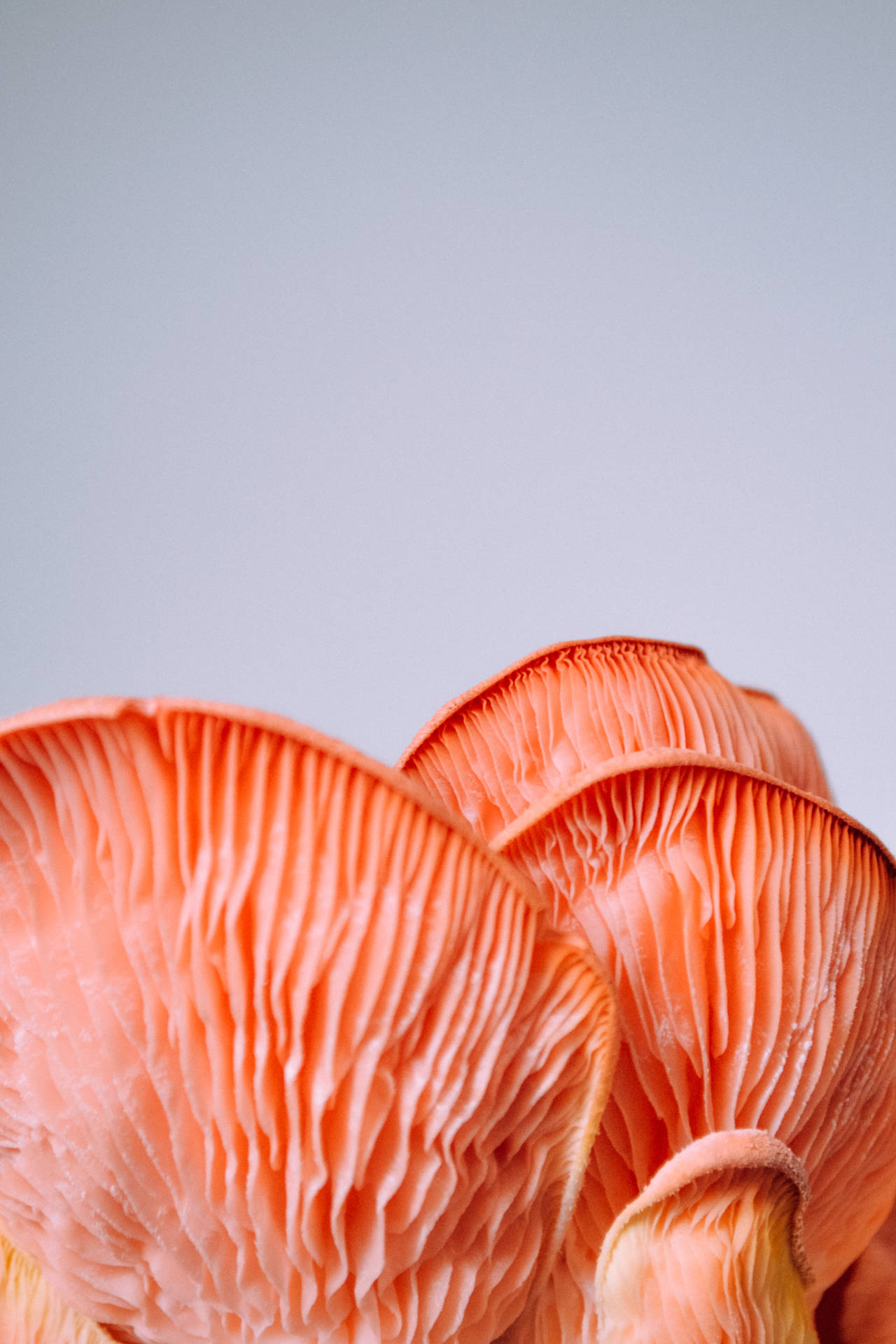 Mushroom 3072X4608 Wallpaper and Background Image