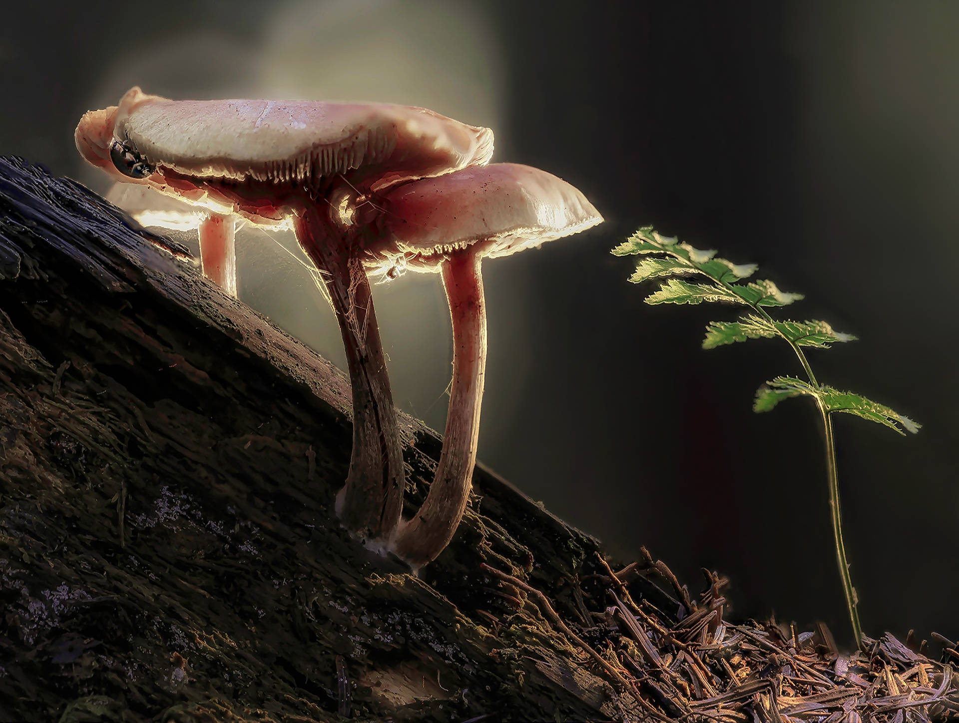 Mushroom 3840X2897 Wallpaper and Background Image