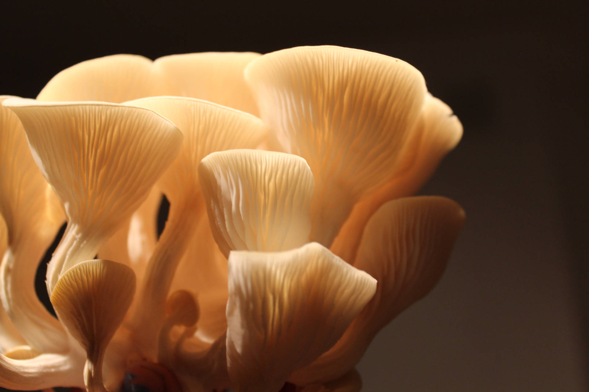 Mushroom 5184X3456 Wallpaper and Background Image