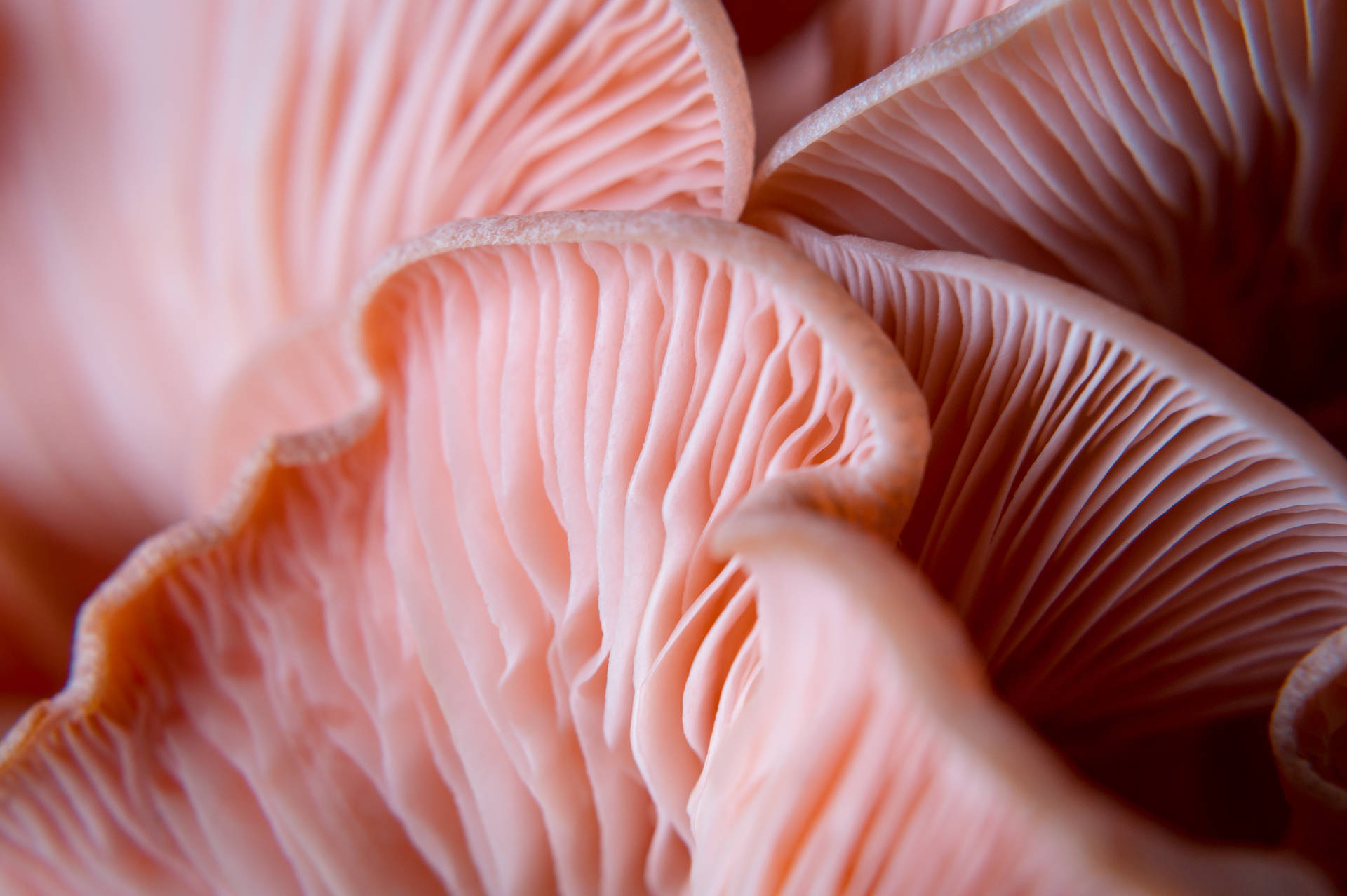 Mushroom 5456X3632 Wallpaper and Background Image