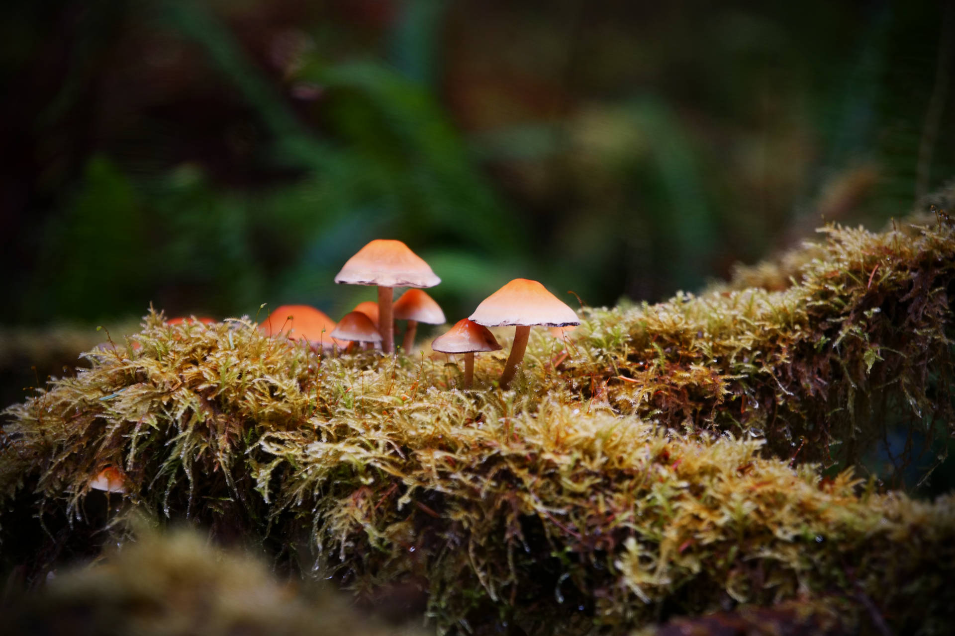 Mushroom 6000X4000 Wallpaper and Background Image