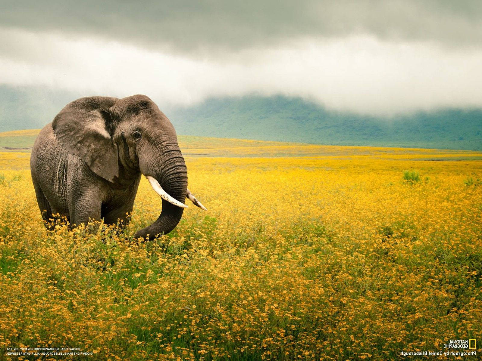 National Geographic 1600X1200 Wallpaper and Background Image