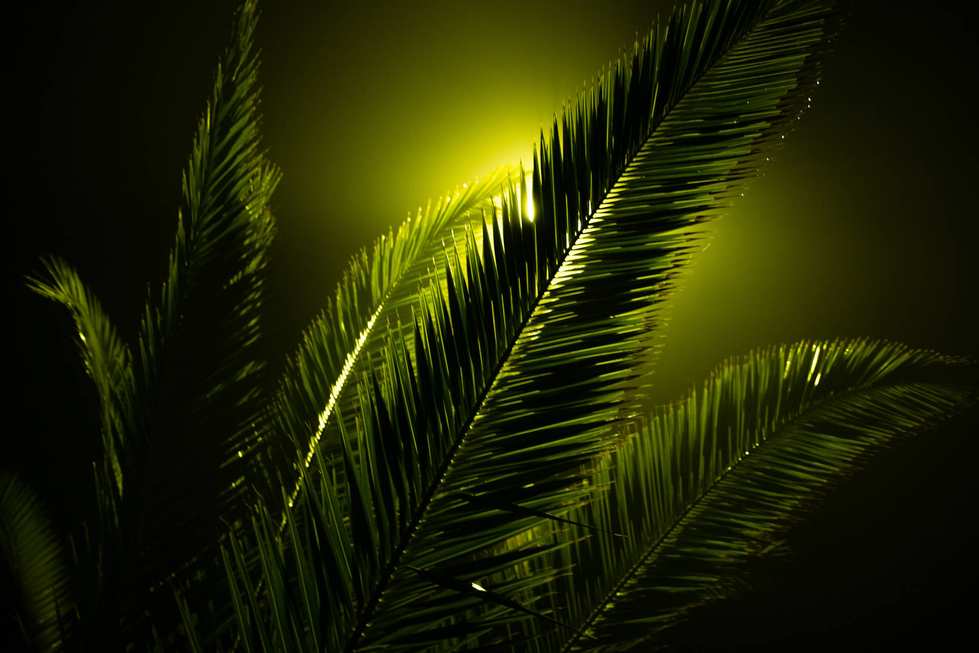 Neon Green 5184X3456 Wallpaper and Background Image