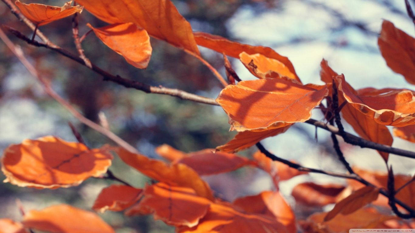 1366X768 November Wallpaper and Background