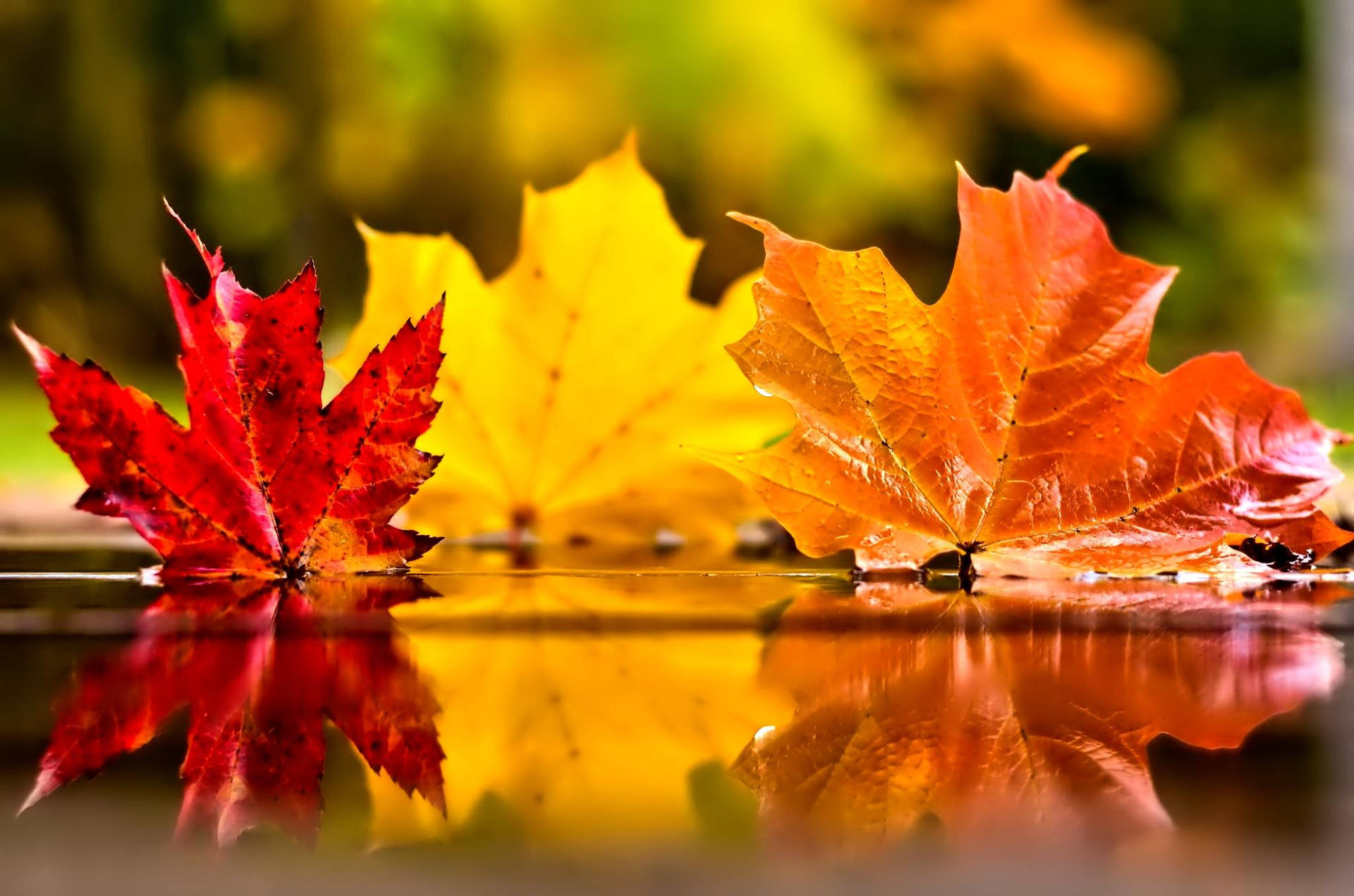 November 2048X1356 Wallpaper and Background Image
