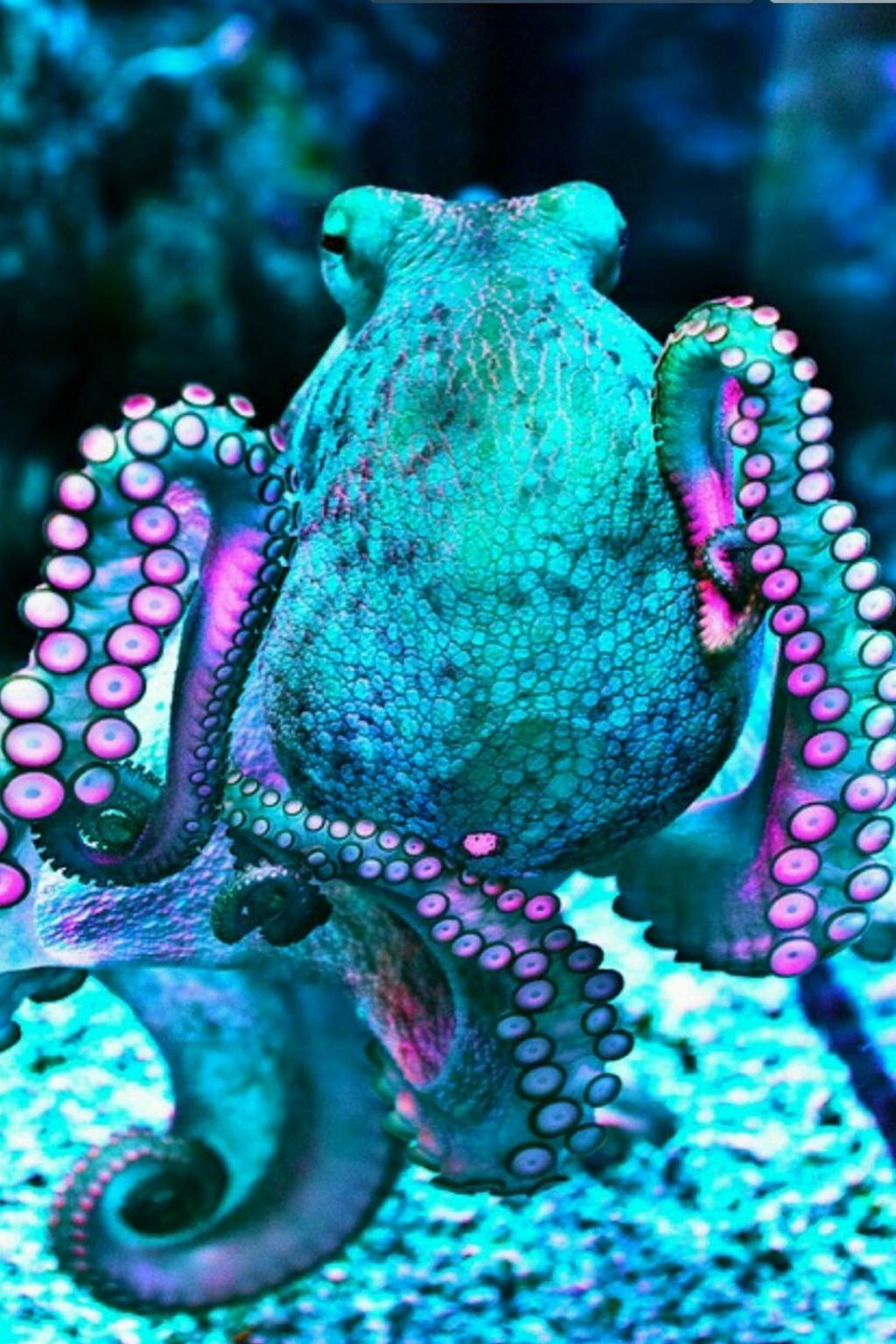 1024X1536 Octopus Wallpaper and Background