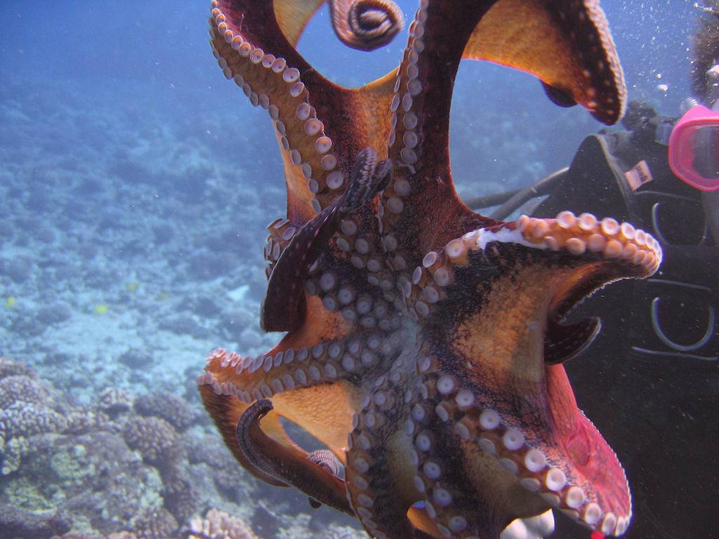 1024X768 Octopus Wallpaper and Background