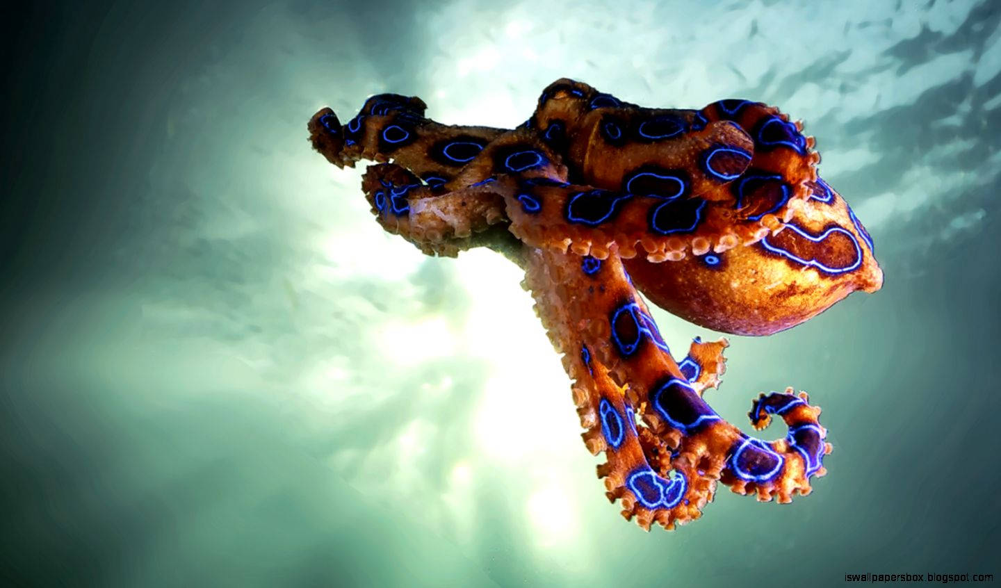 1440X846 Octopus Wallpaper and Background