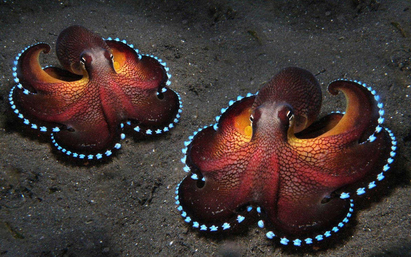 1440X900 Octopus Wallpaper and Background