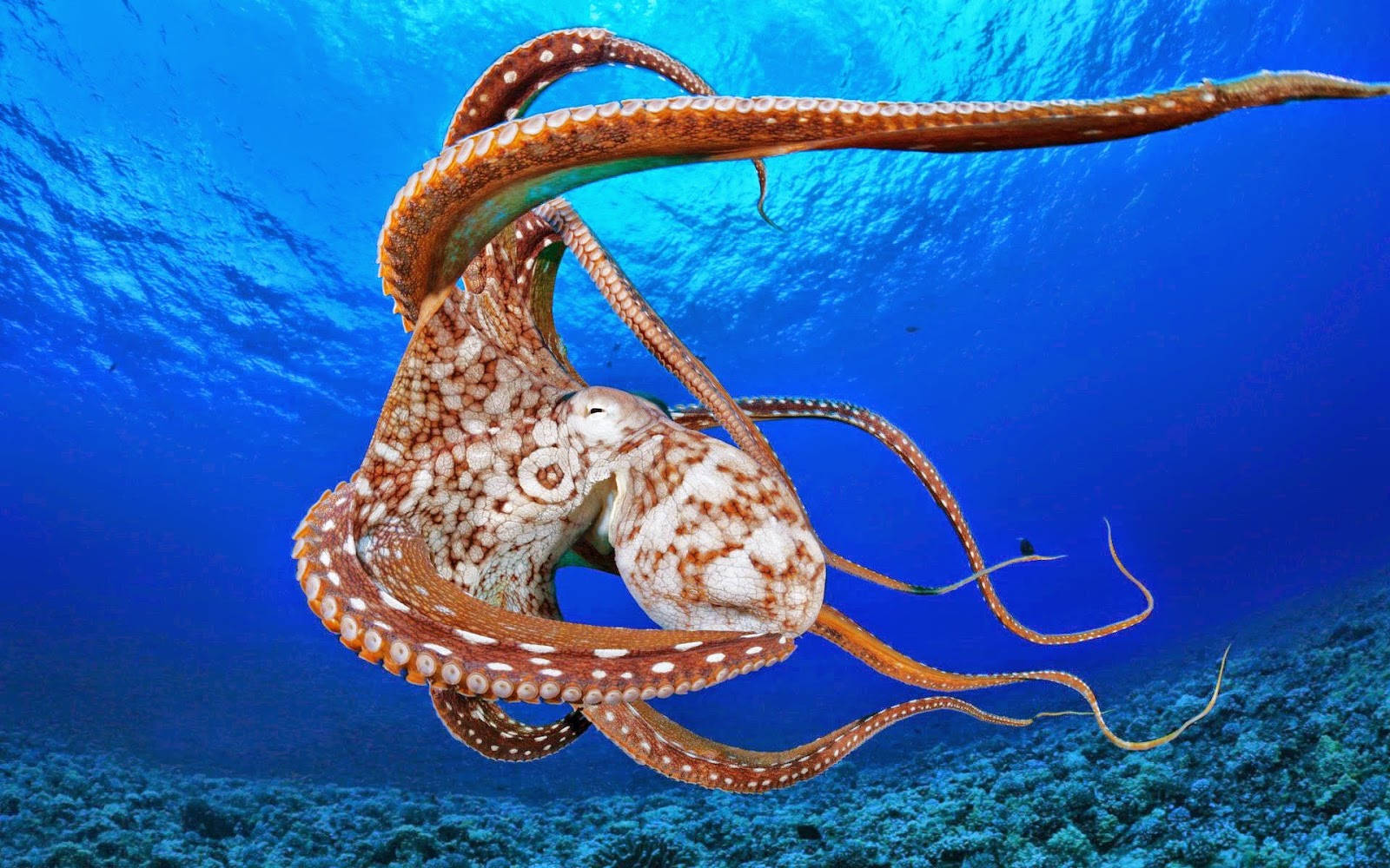 1600X1000 Octopus Wallpaper and Background