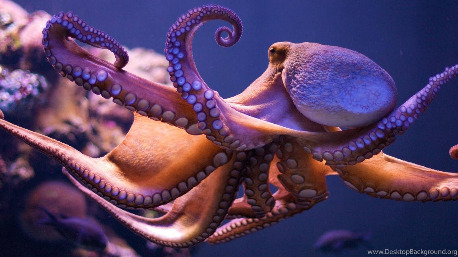1600X900 Octopus Wallpaper and Background