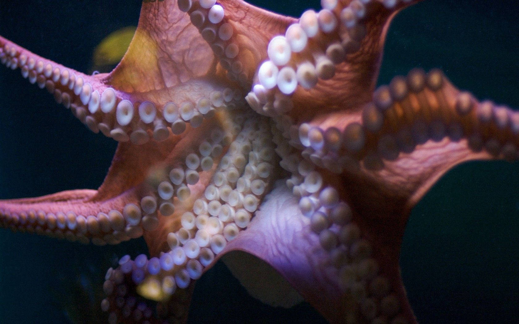 1680X1050 Octopus Wallpaper and Background