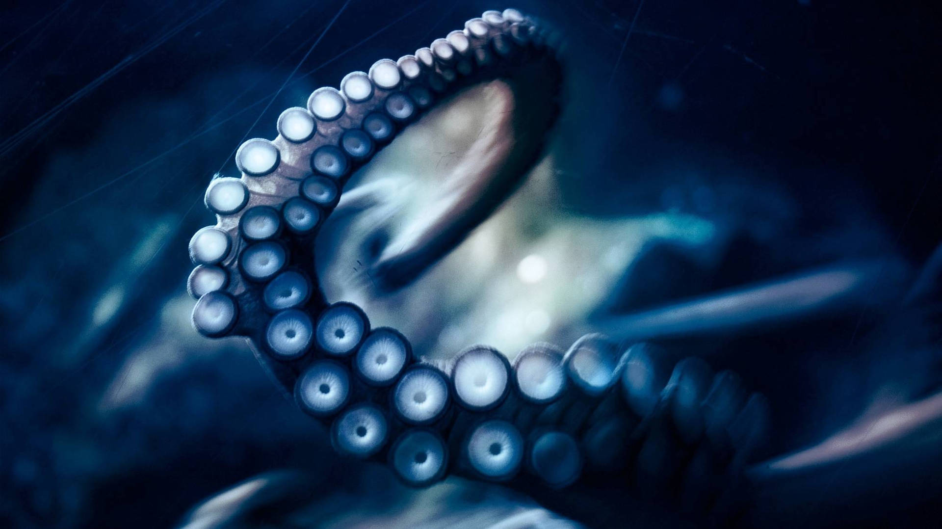 2000X1123 Octopus Wallpaper and Background