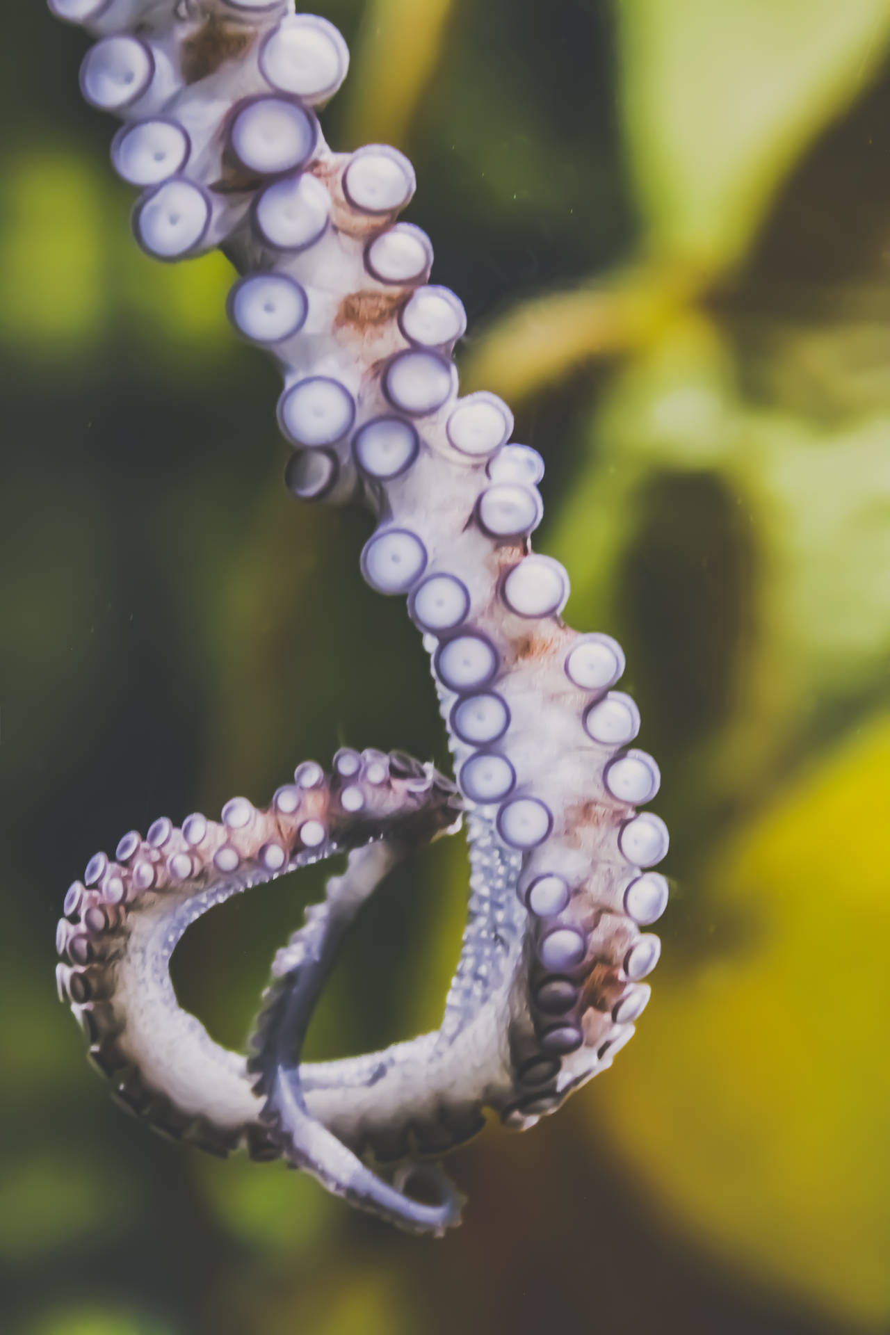 3168X4752 Octopus Wallpaper and Background