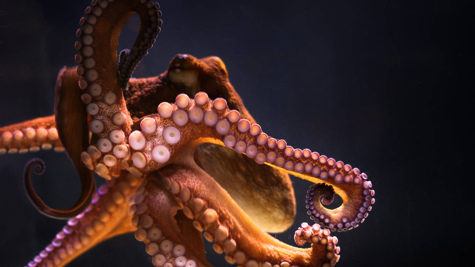 3840X2160 Octopus Wallpaper and Background